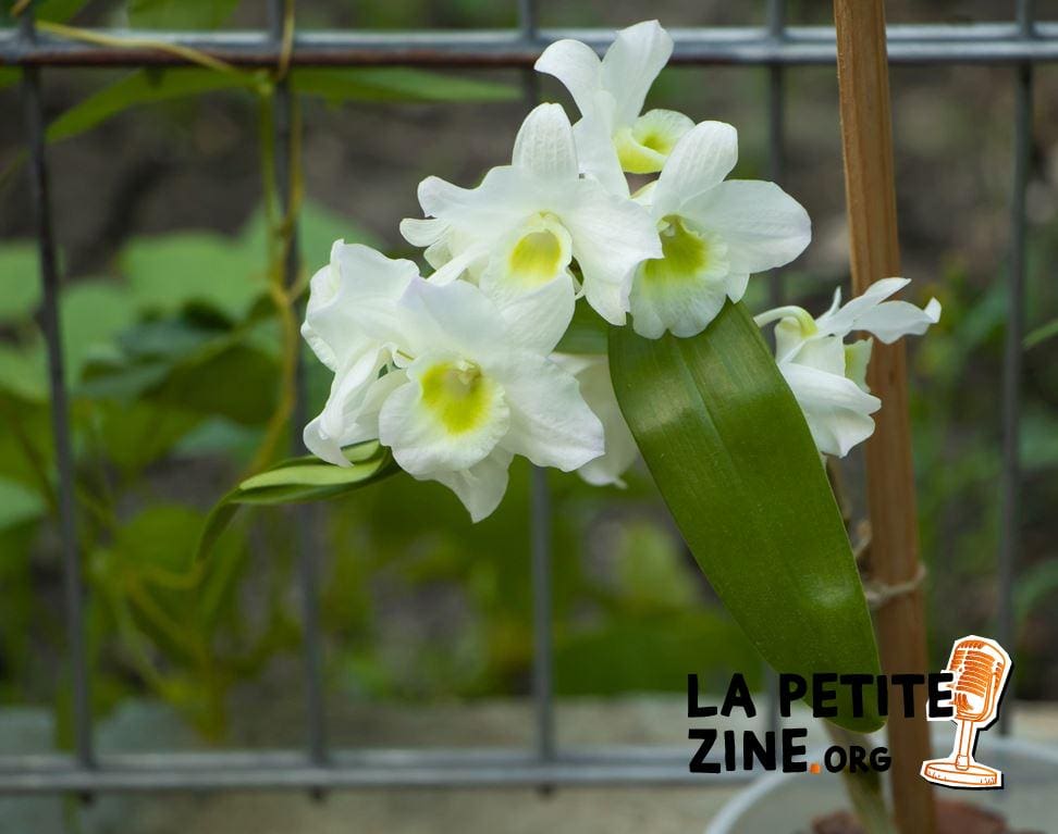 Dendrobium Nobile