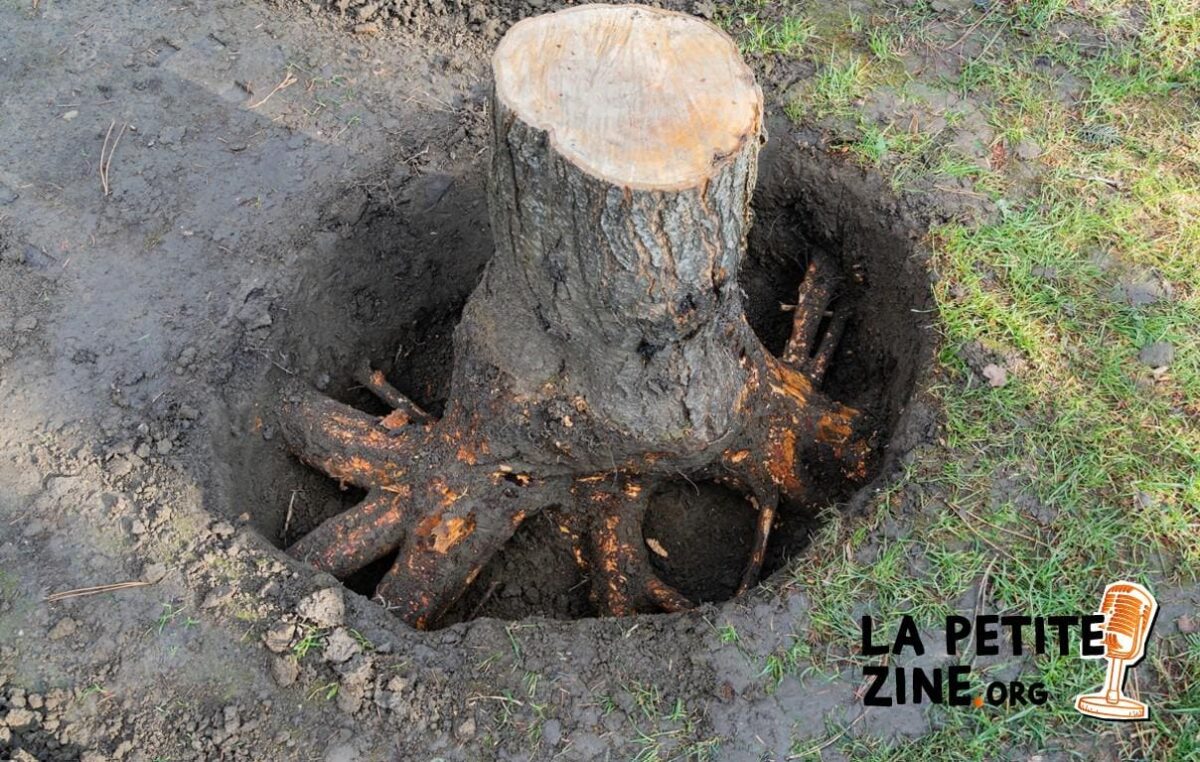 Comment déraciner un arbre ?