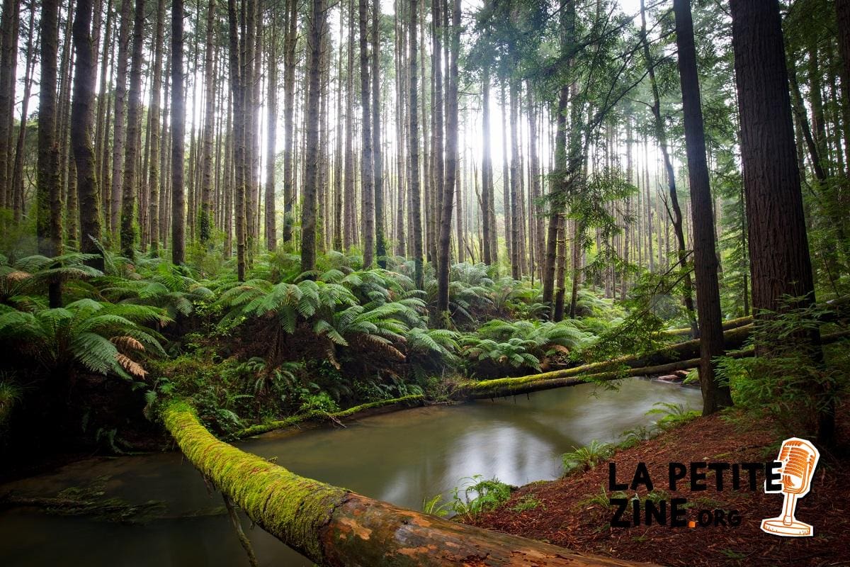 Investissement : miser sur les forêt pour l’avenir ?