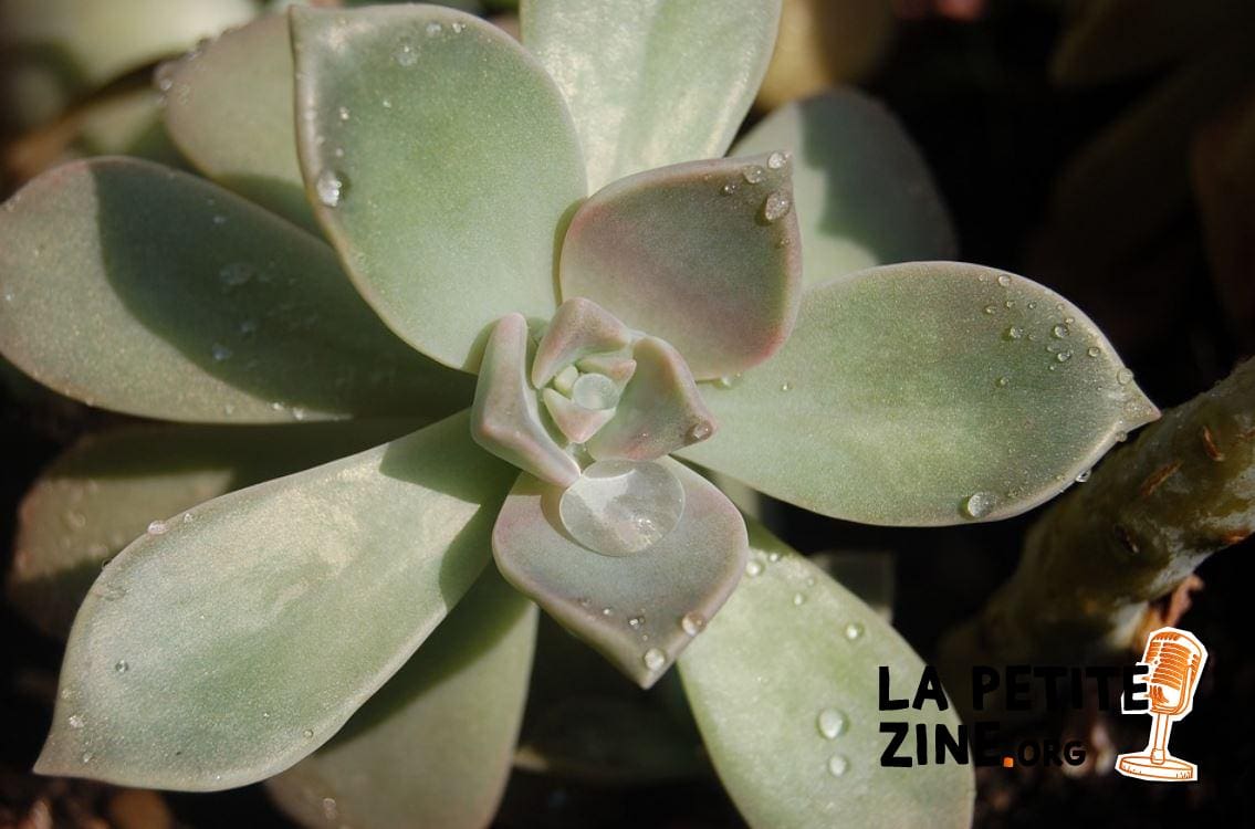 Graptopetalum
