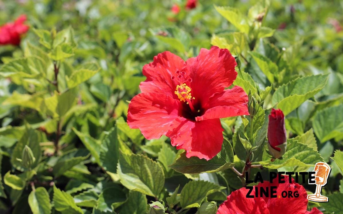 Comment et quand transplanter un hibiscus ?