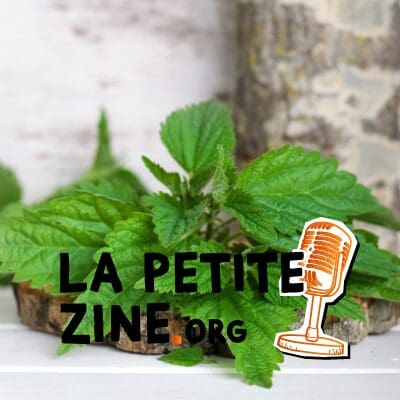 L’ortie : l’alliée des cheveux gras ! 5