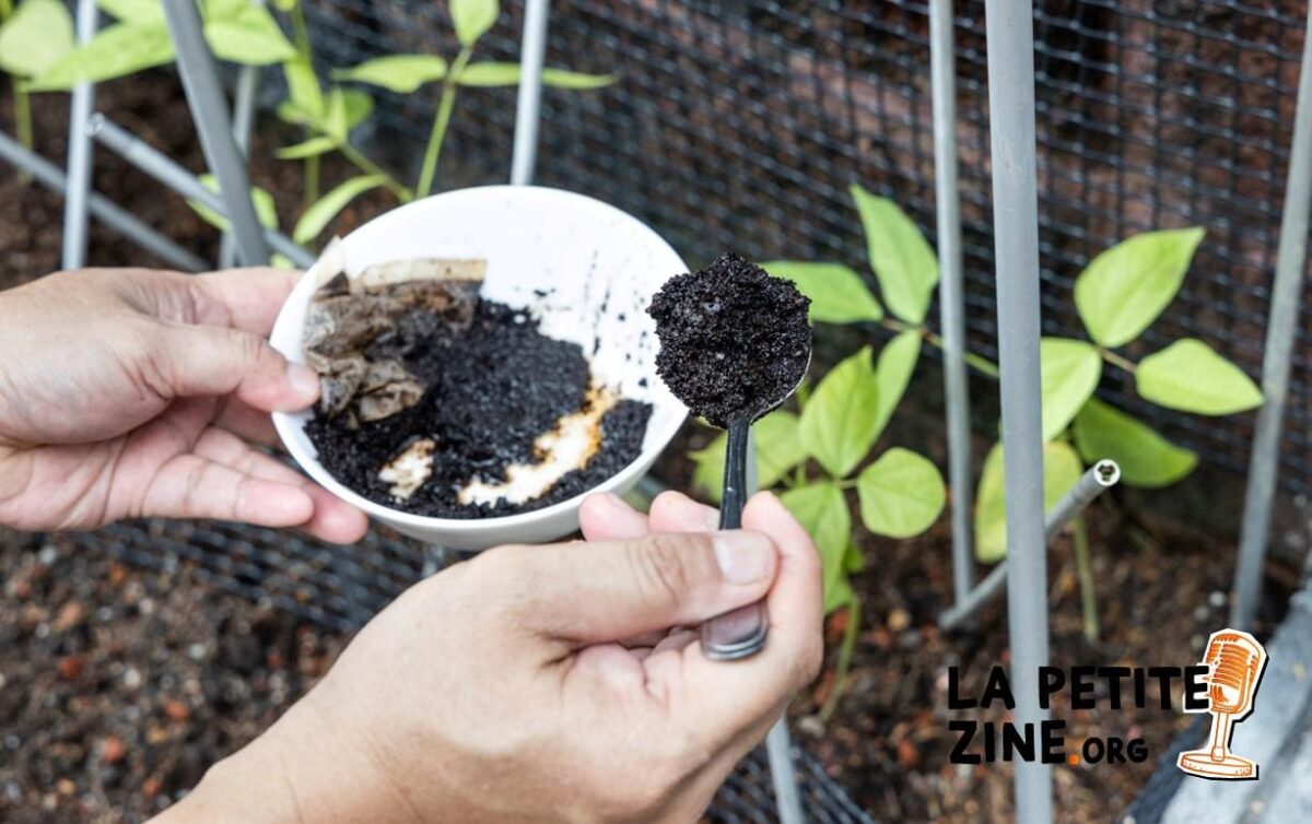 Marc de café : de quelle manière l’utiliser au jardin ?