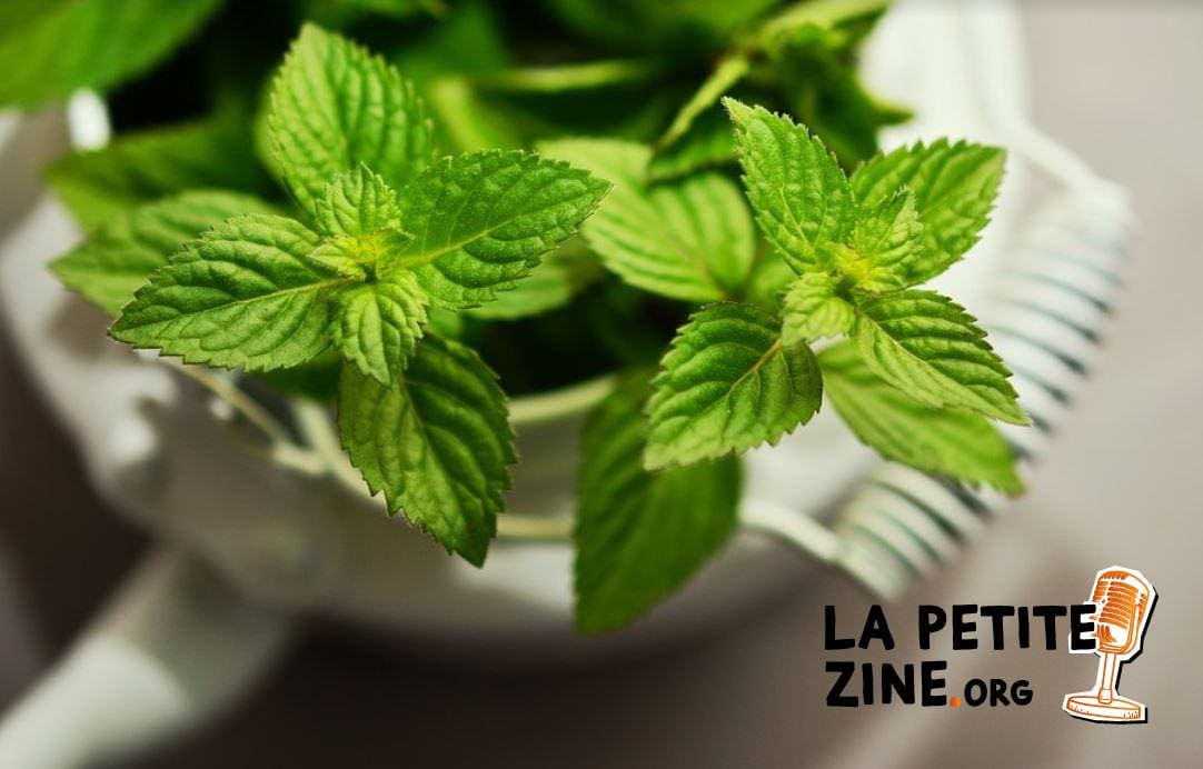 Menthe 