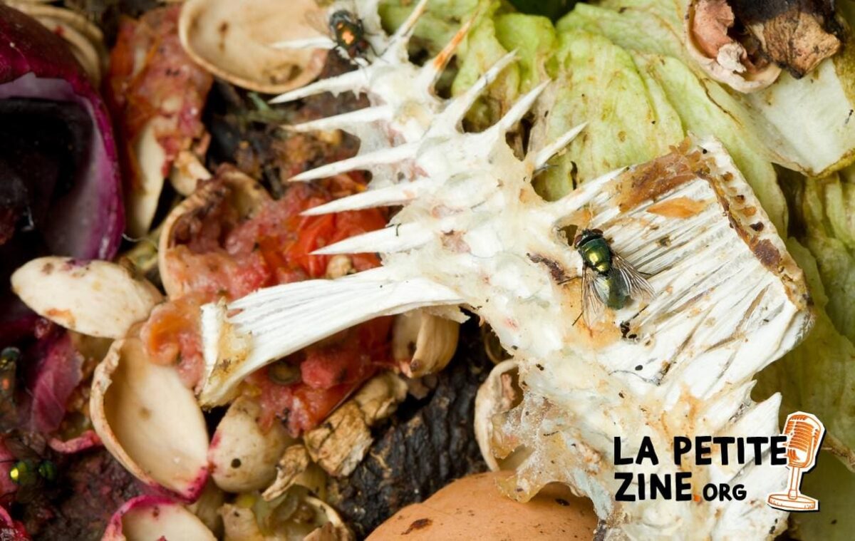8 astuces pour éloigner les moucherons du compost