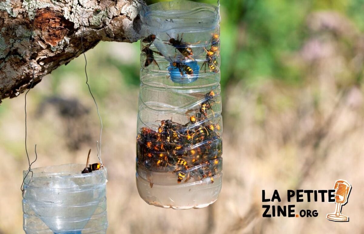 7 astuces pour fabriquer un piège à guêpes