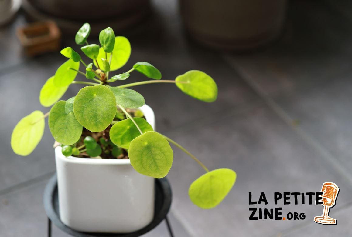 Pilea