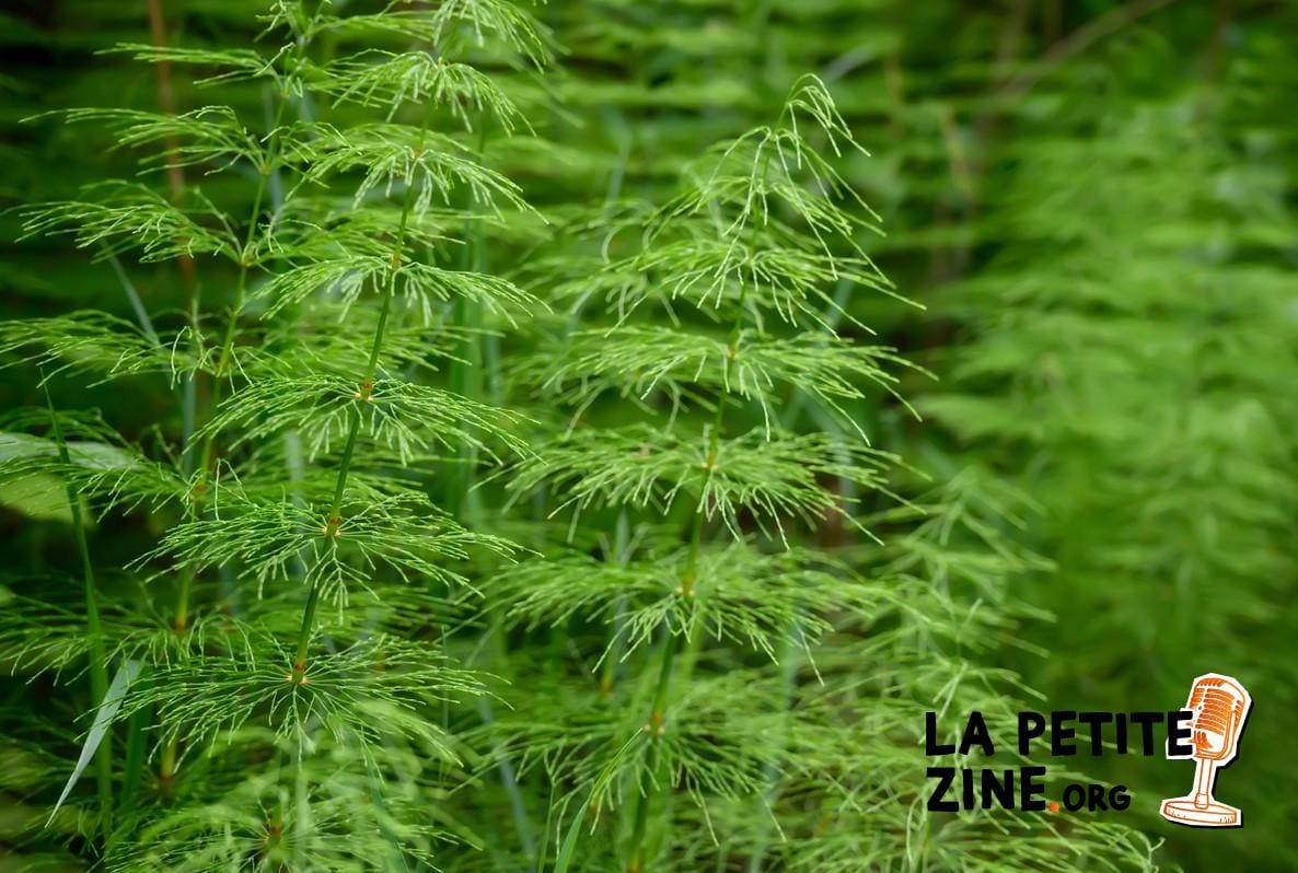 9 solutions pour se débarrasser de la prêle dans le jardin