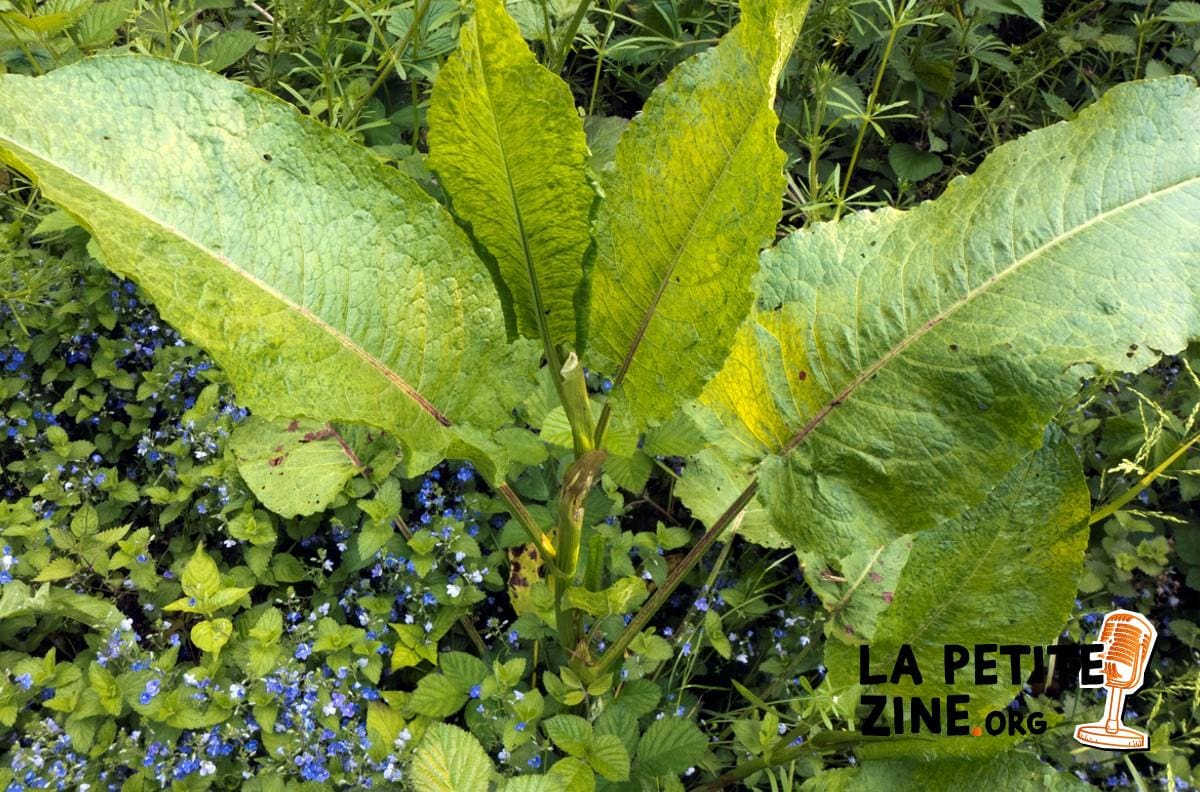 Rumex : comment s’en débarrasser définitivement ?