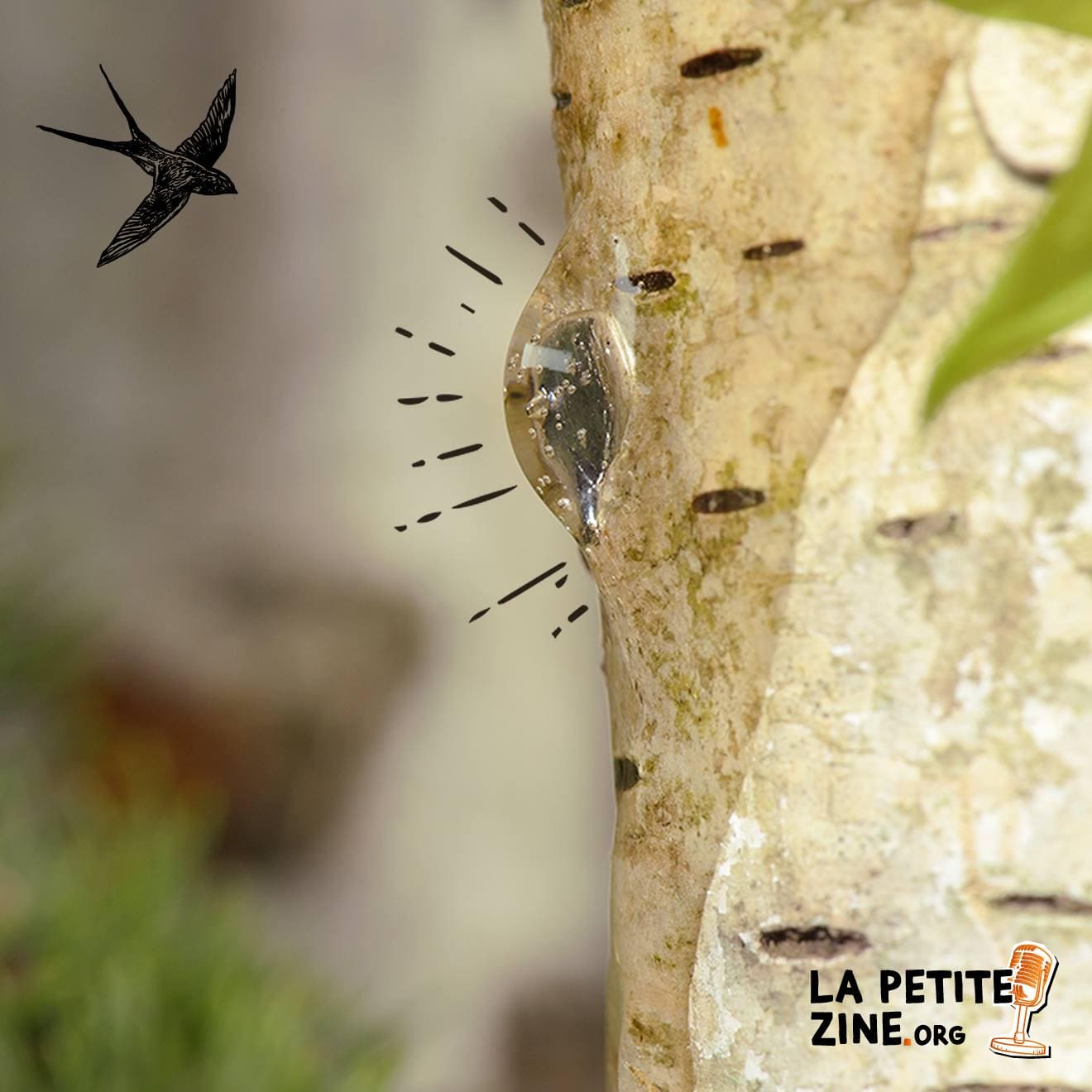 Saeve : vive la sève de bouleau bio ! 1
