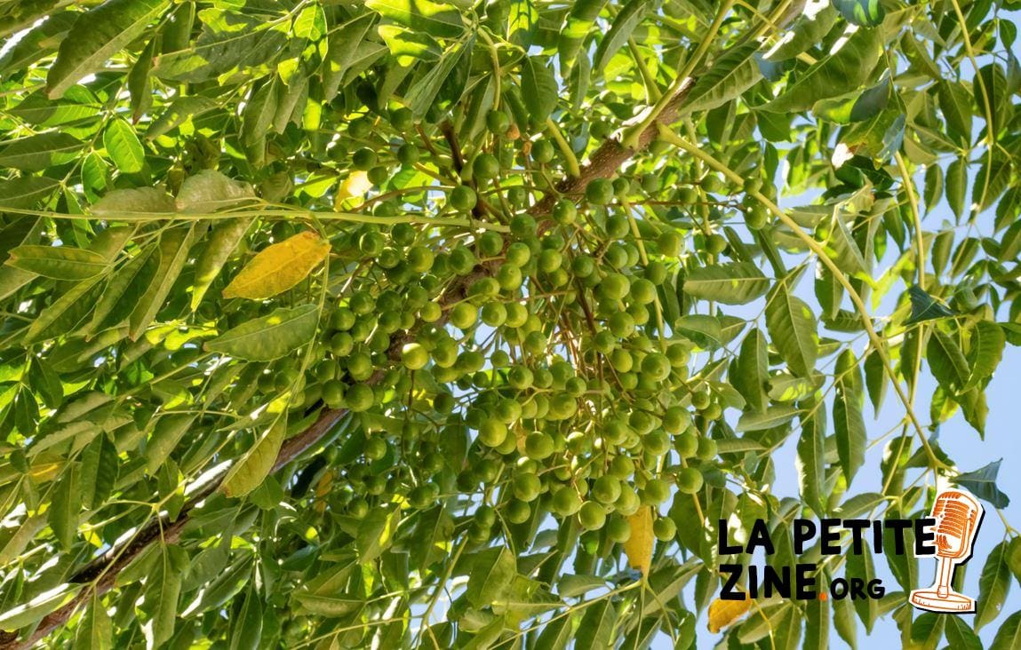 Noix de lavage (Sapindus Mukorossi)