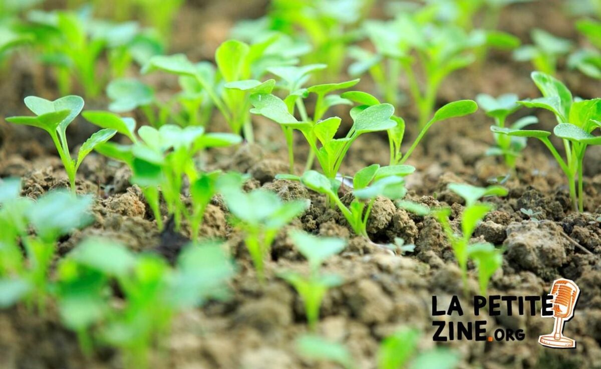 Planter des navets : quand et comment les semer ?