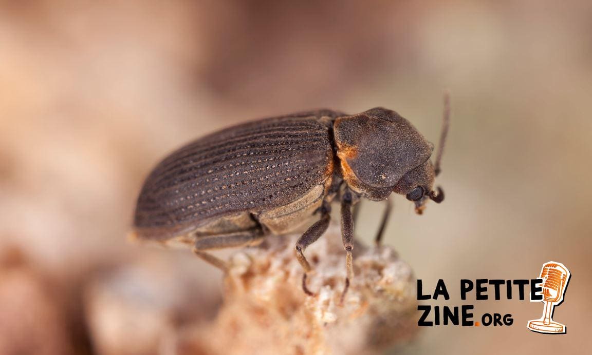 Vrillette du bois : comment l’éliminer ? Quel traitement ?